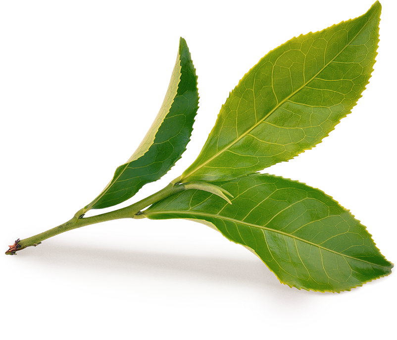 leaf_@2 Купить настоящий элитный чай на развес